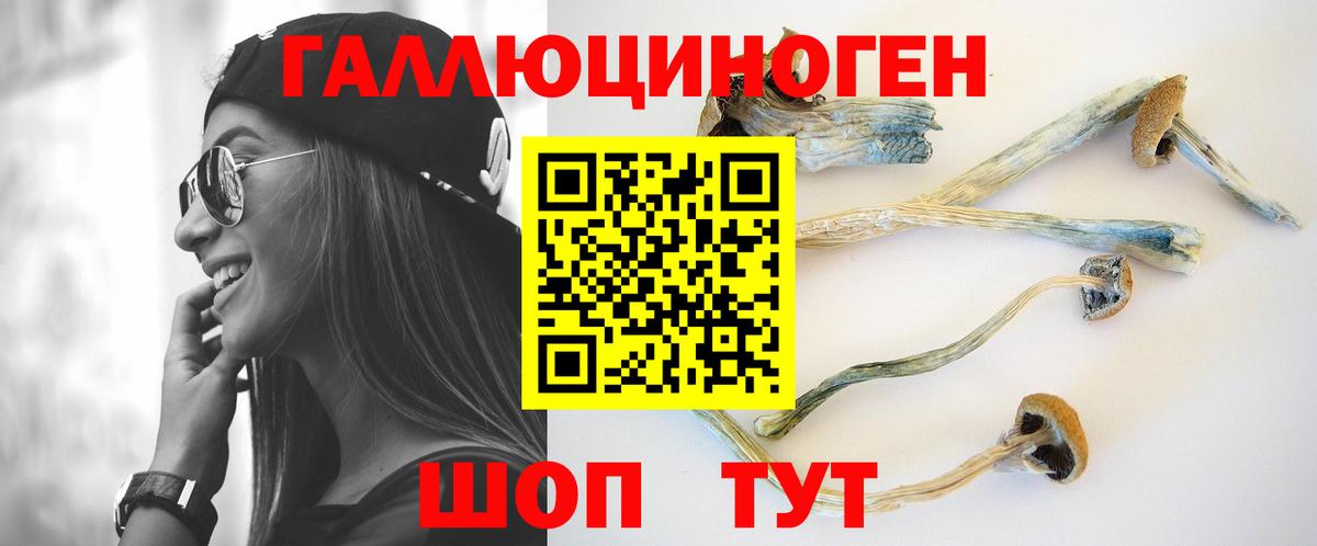 что такое   Вход с VPN  Зима  Псилоцибиновые грибы Cubensis 